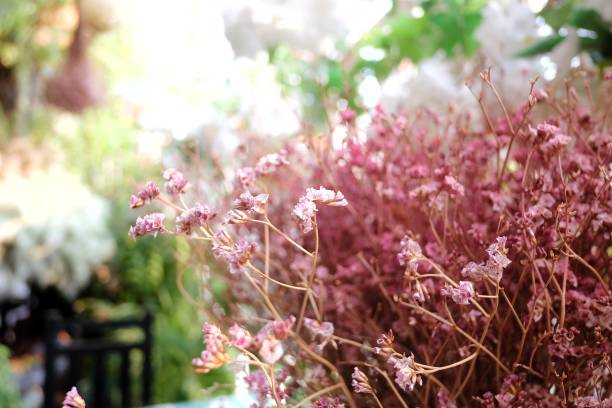istock In selective focus sweet dried flower bouquet with white flora 1308446233
