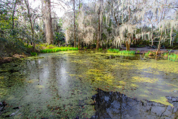 istock Southern Live Oak Tree Reflected In A Pond 1308448084