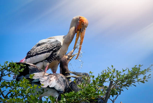 bird stork feed baby in bird nest on tree