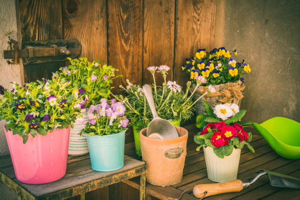 istock Spring flowers in colorful pots and gardening tools 1308449720