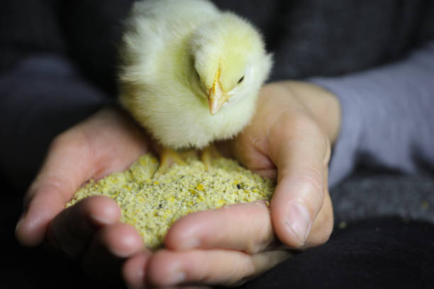 baby huhn in sanften frauenhänden - baby chicken human hand young bird bird stock-fotos und bilder