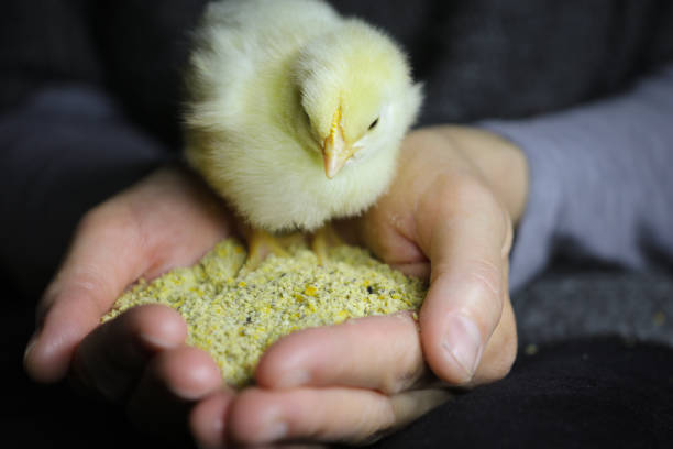 Baby chicken in gentle women's hands Adorable newborn baby chick stands in human hands full of chicken food. baby birds feeding stock pictures, royalty-free photos & images