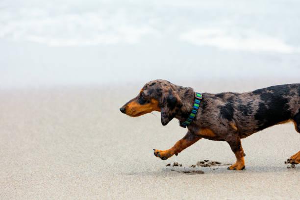 jamnik szczeniak znany jako pies borsuk spaceru po piaszczystej plaży - miniature dachshund zdjęcia i obrazy z banku zdjęć