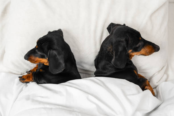 two dachshund dogs sleep under warm blanket with their backs to each other like quarreled spouses, top view, copy space. problem in relationships and the need to visit family psychologist - couple therapy alternative therapy relationship difficulties imagens e fotografias de stock