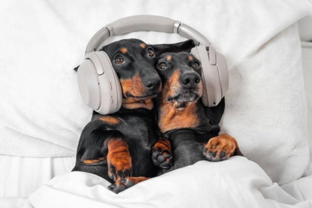 Two cute dachshunds lie in embrace on bed with their heads on pillow and listen to music, interesting podcast or bedtime story using modern wireless headphones, copy space stock photo