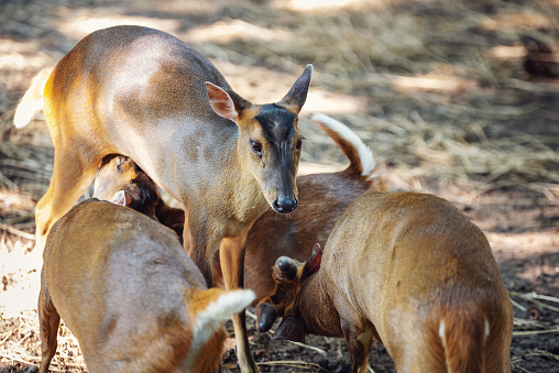 Reeves's muntjac, also known as Chinese muntjac. female with her cubs
