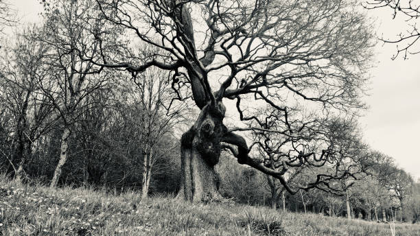istock The gnarled branches of a winter tree against the sky 1308452171