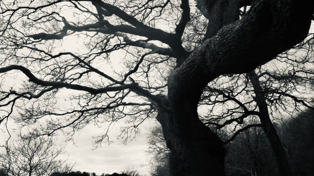 istock The gnarled branches of a winter tree against the sky 1308452176