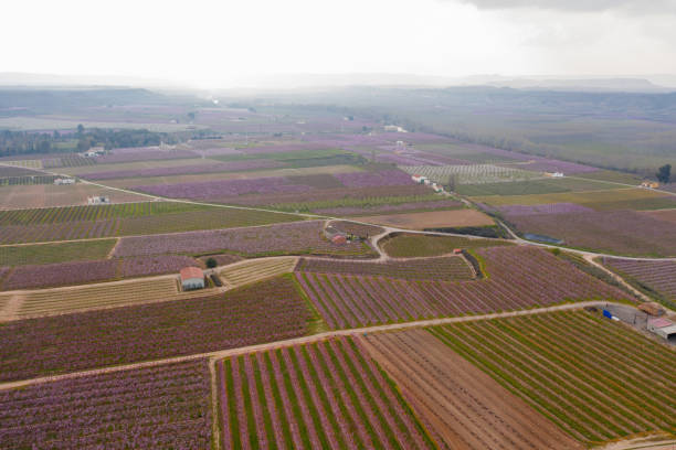 istock Aerial view of a cherry trees field. 1308453105