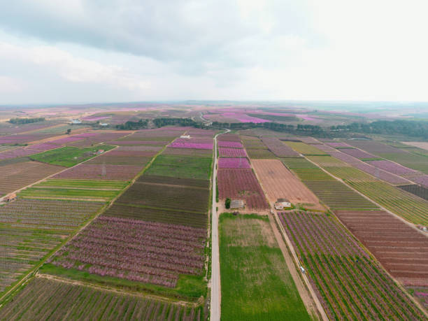 istock Aerial view of a cherry trees field. 1308453124