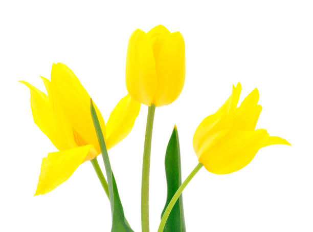 istock Three yellow tulip flowers. 1308453713