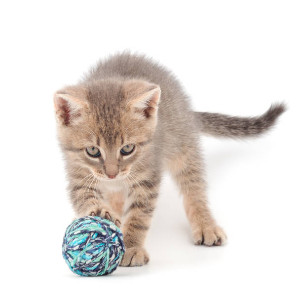 istock Little kitten playing with a ball of yarn. 1308453722