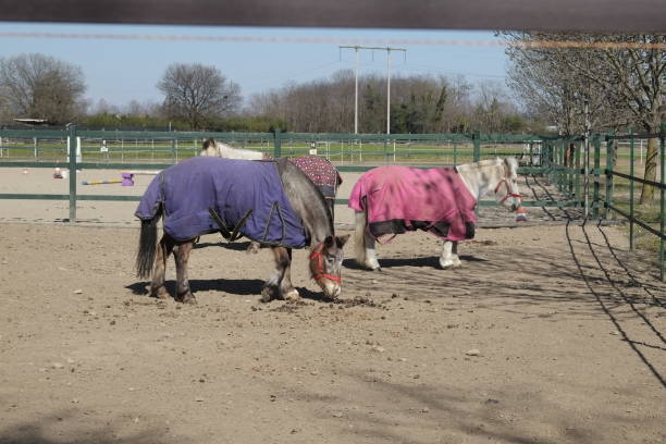 istock horses in a fence 1308454622