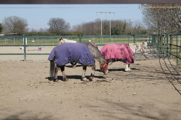 istock horses in a fence 1308454646