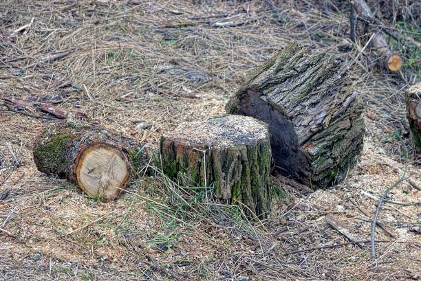 istock gray pieces of chopped poplar tree logs 1308454750