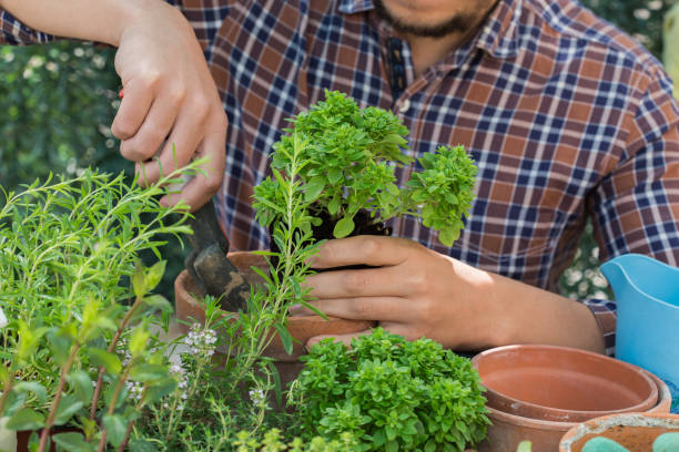 istock Man planting herbs and making urban garden 1308455091