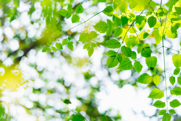 istock Closeup nature view of green leaf on sunlight 1308457541
