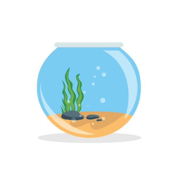 ilustraciones, imágenes clip art, dibujos animados e iconos de stock de pecera vacía con agua aislada sobre fondo blanco. - fish tank