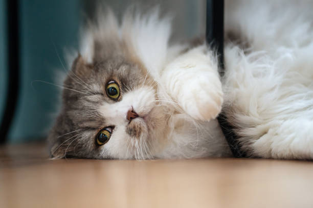 istock The fluffy cat lies 1308458060