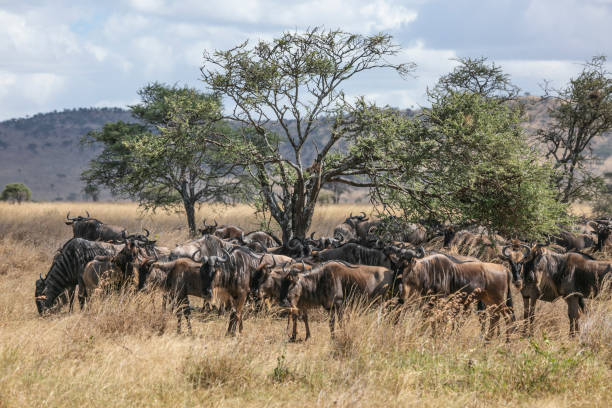 istock Wildebeest herd in Serengeti 1308458836