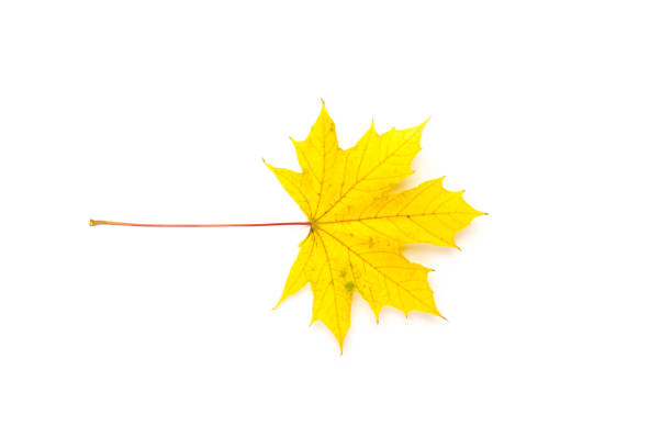 istock Autumn leaf close-up on white background. rich color background 1308459339