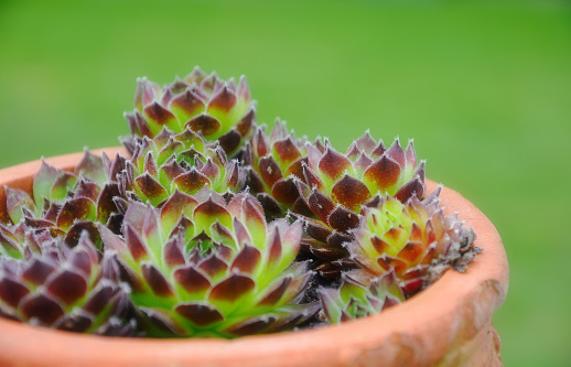 close up of little beautiful cactus on a pot for decoration at home, garden blurred background.