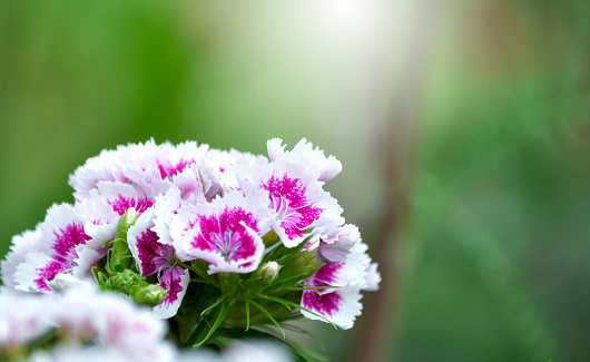 close up of lovely Dianthus flowers with two colors violet and white with blurred background.