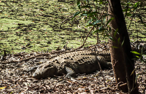 istock Huge male crocodile sleeping inside jungle. 1308461177