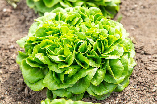 Green Salanova salad in the garden