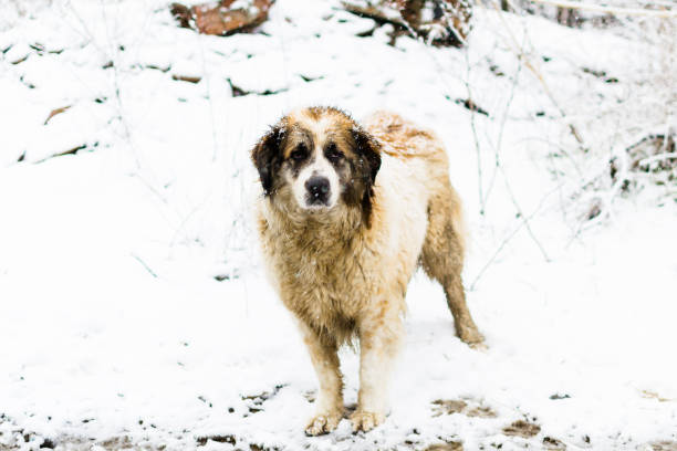 istock Stray dog homeless with sad eyes 1308461916
