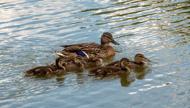 Photo of Family of ducks, mother Mallard and ducklings