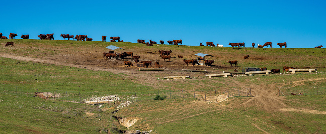 Cows in Madrigueras in Sierra de Grazalema natural park, Cadiz province, Malaga, Andalusia, Spain