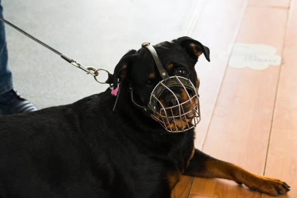 istock rottweiler dog breed wuth metallic muzzle at the veterinary clinic 1308462624
