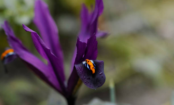 istock close-up of a violet mini iris 1308463351
