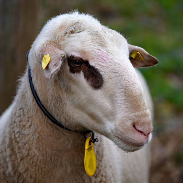 istock Portrait of a sheep. An ewe. Side view 1308463433