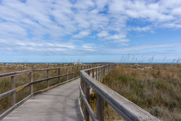 istock wooden boardwalk leading through coastal marshlands and sand dunes 1308463618