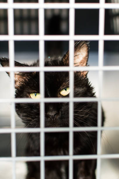 istock cat in the cage at the veterinary clinic 1308464729