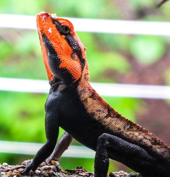 istock A orange head male lizard 1308465086