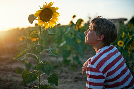 Little boy enjoying walking in sunflower field in Tuscany. The boy is crouching and looking at the beautiful sunflower lit by the setting sun.
Nikon D850