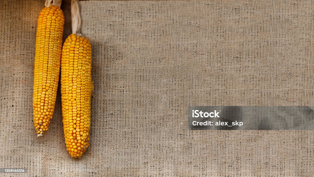 corn on a burlap background with copy space. Thanksgiving concept corn on a burlap background with copy space. Thanksgiving concept. Thanksgiving - Holiday Stock Photo