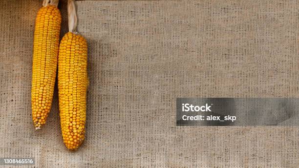 Corn On A Burlap Background With Copy Space Thanksgiving Concept Stock Photo - Download Image Now