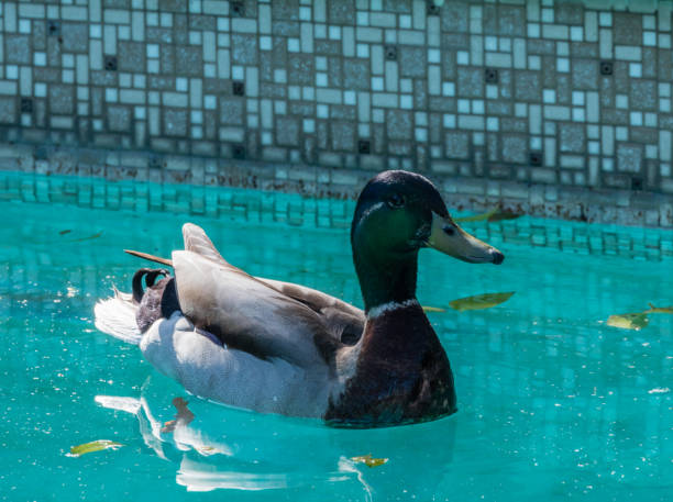 istock Mallard duck in the backyard swimming pool 1308466677