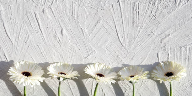 istock White gerberas on off white textured background with copy space, place for your text. Off white gerbera daisy natural fresh flowers in a row. Panoramic banner greeting card 1308466683