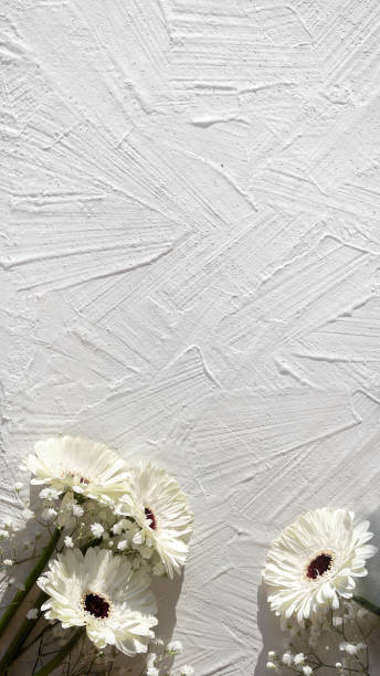 istock White gerberas on off white textured background with copy space, place for your text. Off white gerbera daisy natural fresh flowers. Panoramic vertical stories template 1308466704