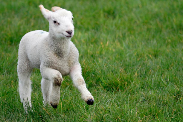 istock Lambs frolicking in Spring sunshine 1308466710