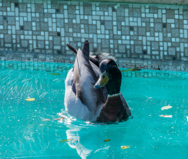 istock Mallard duck in the backyard swimming pool 1308466713