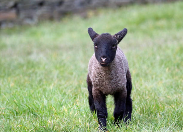 istock Lambs frolicking in Spring sunshine 1308466714