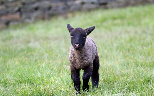 istock Lambs frolicking in Spring sunshine 1308466743