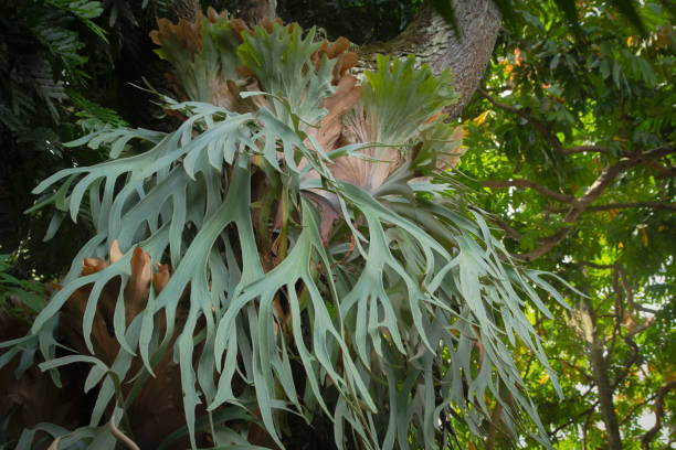 Staghorn Ferns or Elkhorn Ferns, Platycerium bifurcatum stock photo