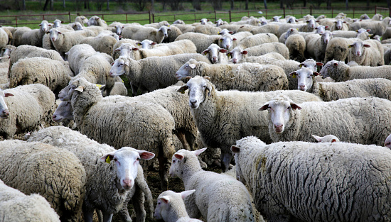 Livestock farm, the flock of sheep
